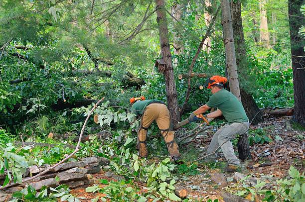 Best Tree Health Inspection  in Sault Ste Marie, MI