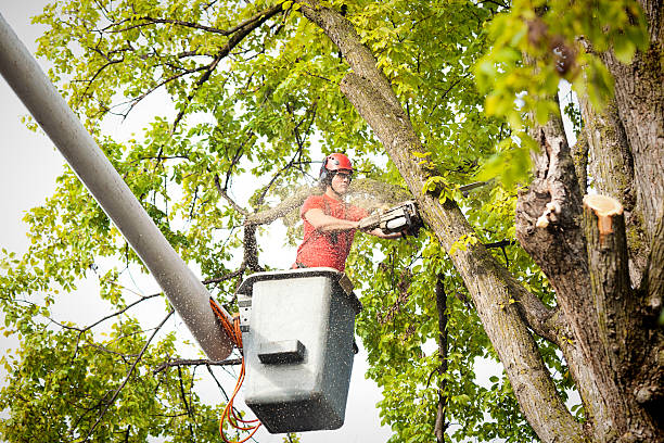 Reliable Sault Ste Marie, MI Tree Care Services Solutions