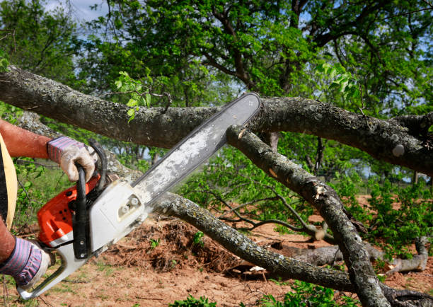 Best Tree Cabling and Bracing  in Sault Ste Marie, MI